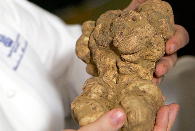 На аукционе продали гриб за за 85 тысяч евро