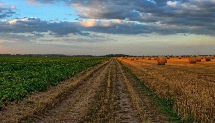 Верховная Рада разблокировала мораторий на продажу земли
