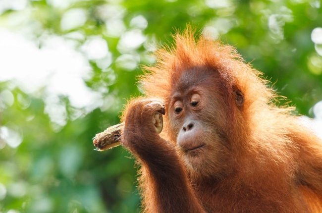 Ученые обнаружили у орангутангов способности к бизнесу